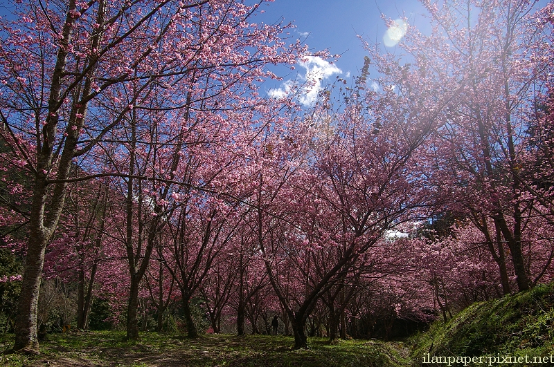 山櫻、霧社櫻、吉野櫻、八重櫻、還有特有的紅粉佳人，被美麗包圍的武陵農場。
