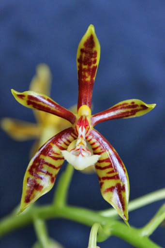 Phalaenopsis mannii Phalaenopsis_manii%2520%25283%2529