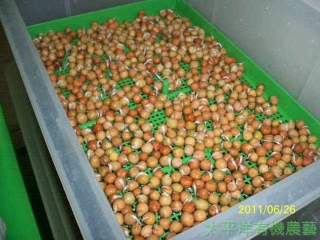 發芽豌豆