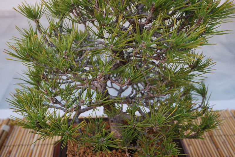 XI Exposición Invernal de bonsai de la A.S.B. Chokkan 187%252520XI%252520Exp.Inv.%252520ASBC%25252020111204%252520194
