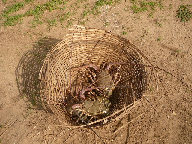 Lobster Impressions Of Sierra Leone
