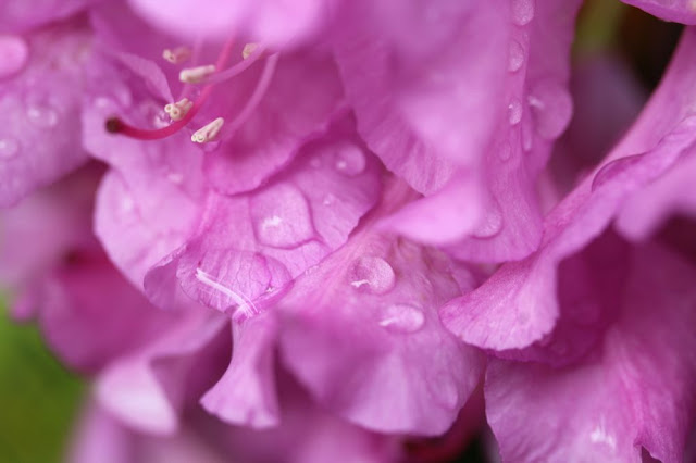 rhododendron flowers with rainwater on them