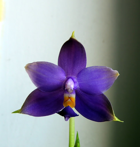 Phalaenopsis violacea DSCN0292