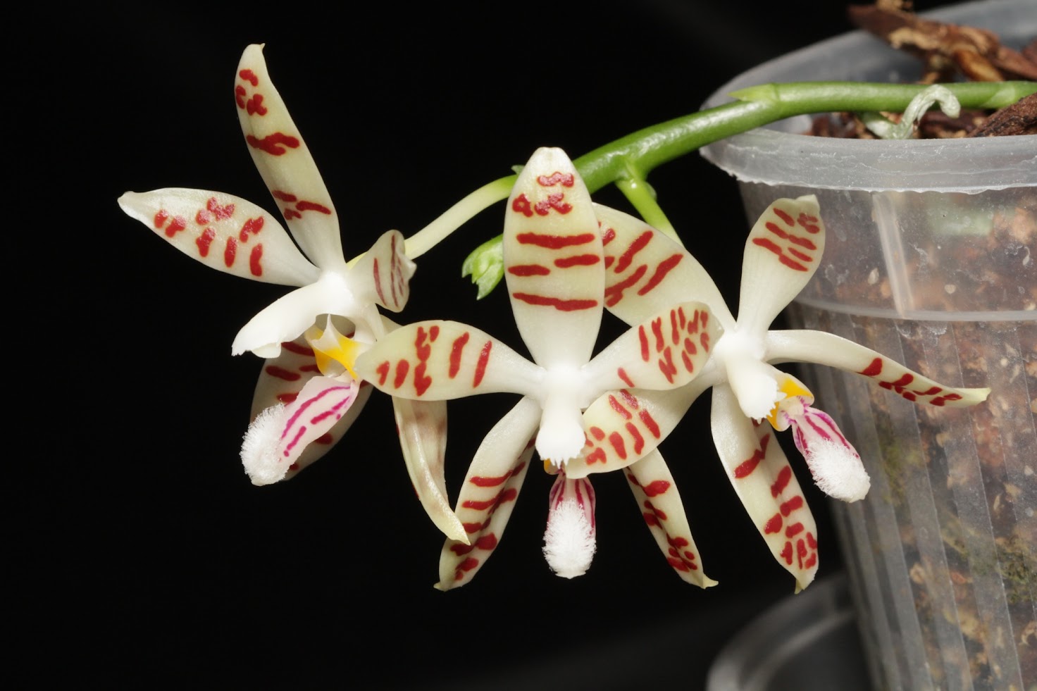 Phalaenopsis sumatrana var. paucivittata (ex zebrina) IMG_6615