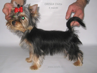 Orisilk Chitta щенок йоркширского терьера Орисилк Читта фото www.orisilk.ru