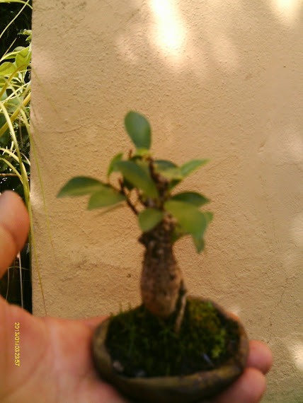 Ficus Microcarpa , 7 cmts.  ... IMAG0313