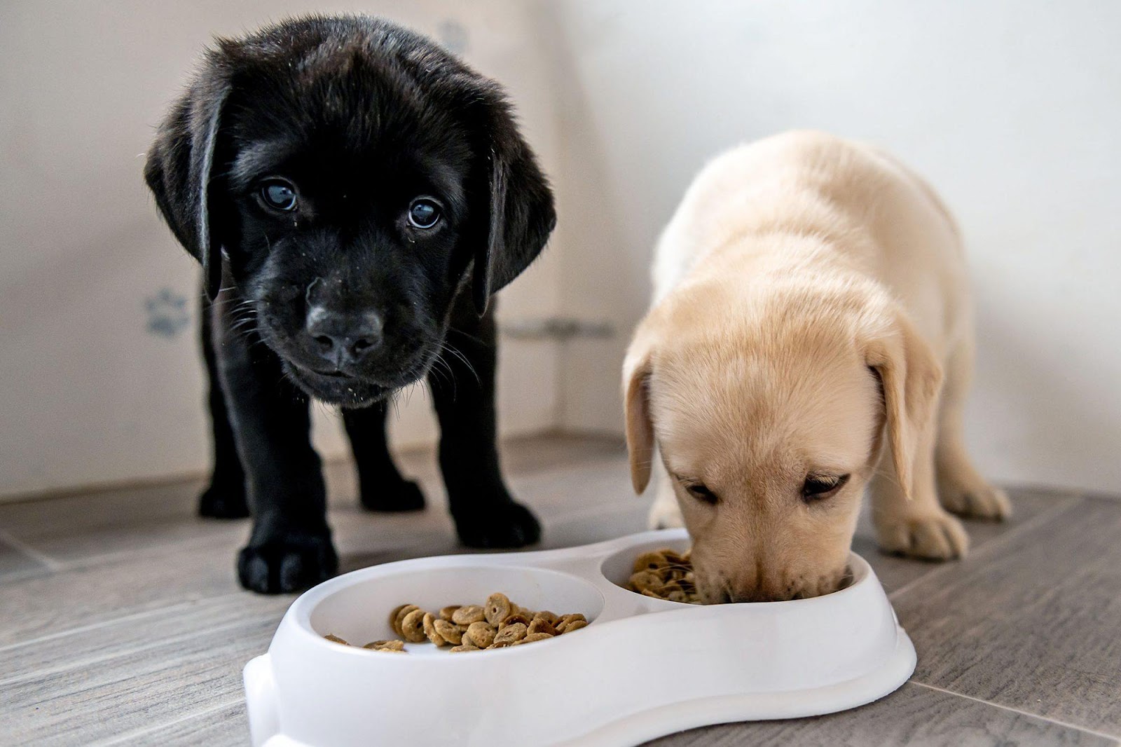 How to Pick the Best Puppy Food for a Healthy Start | Daily Paws