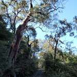 Great trees and views on the Pacific Trail (204415)