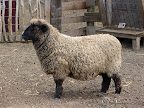 Sheep at Slide Ranch