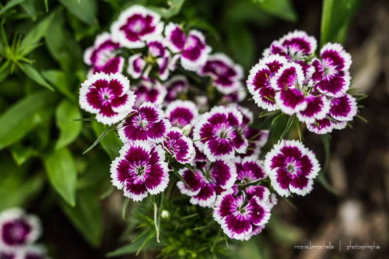 Dianthus barbatus Purple Picotee Dianthus-barbatus-purple-picotee-130613-39rm