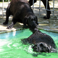 Dicas agua cachorro piscina