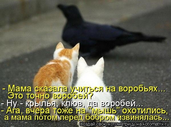 Кот на хозяйстве... Кот на хозяйстве...