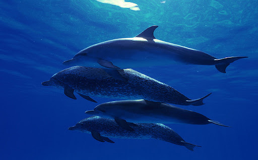dolphin05
