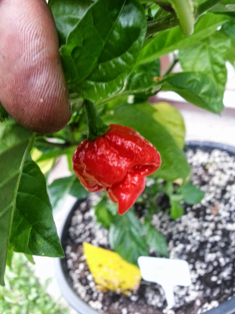 20140702_204959.jpg