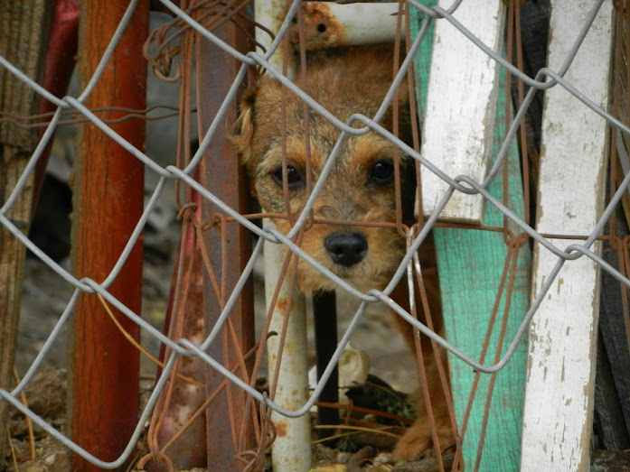 Cute neighborhood puppy dog