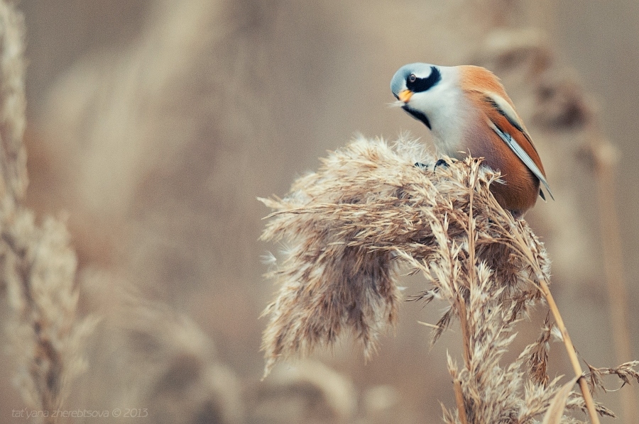 wildlife.crimea.ua