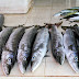 Muscat - targ rybny