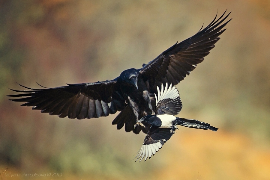 wildlife.crimea.ua