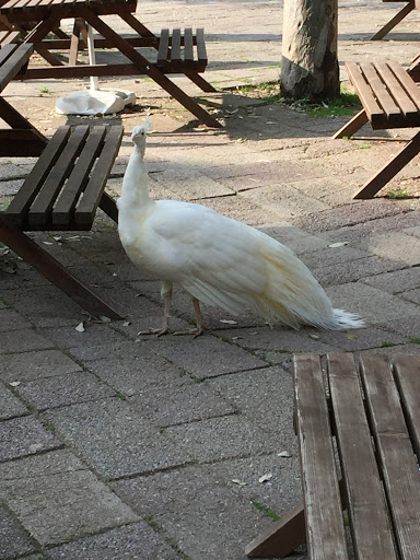 Naples Zoo