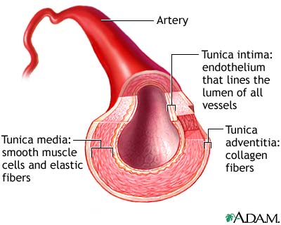 Macam, fungsi, dan Anatomi Pembuluh Darah - Kumpulan Soal Jawaban