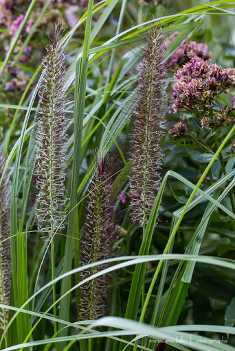 Pennisetum alopecuroides Red Head.... - Page 2 Gram-pennisetum-red-head-130928-2rm