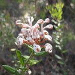 Grey Spider Flower (Grevillea Buxifolia) (230404)