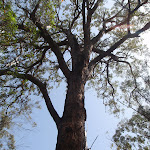 Tree (107248)