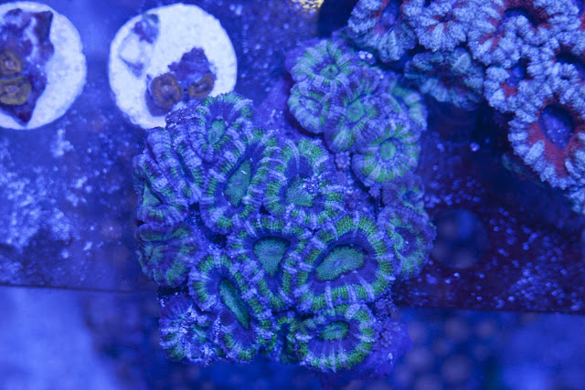 CRW 3997 - zoas and palys-  lps - sps - nightmares and people eaters!