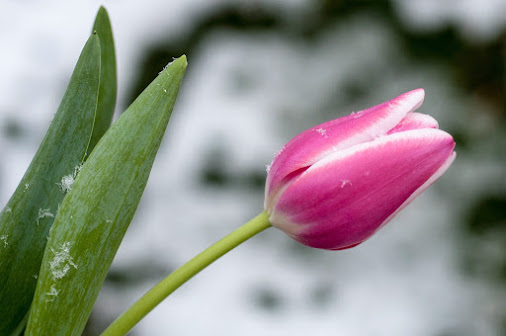 posted image