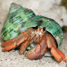 Hermit Crab