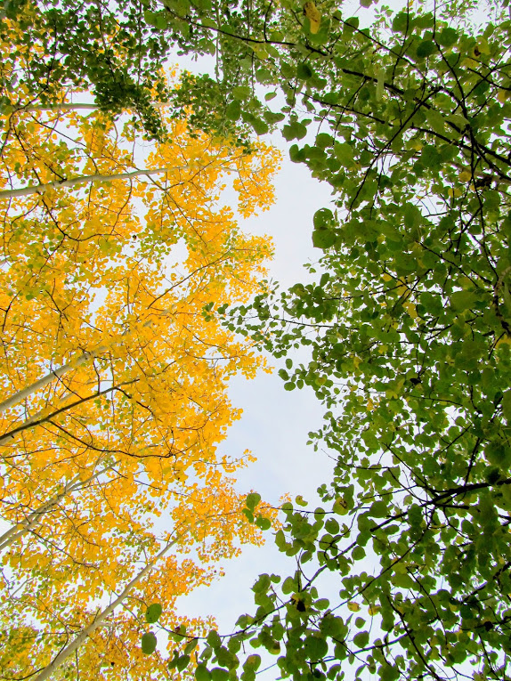 Yellow and green aspen