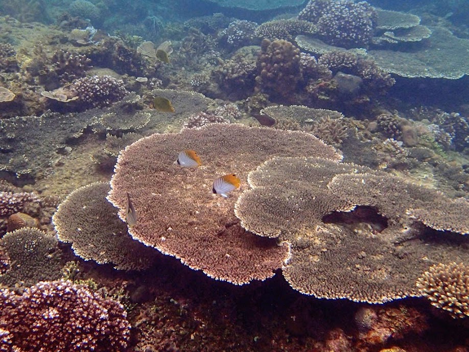 Coral Reef, El Nido, Palawan, Philippines.