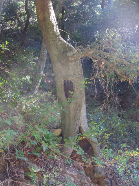 oak missing its inside