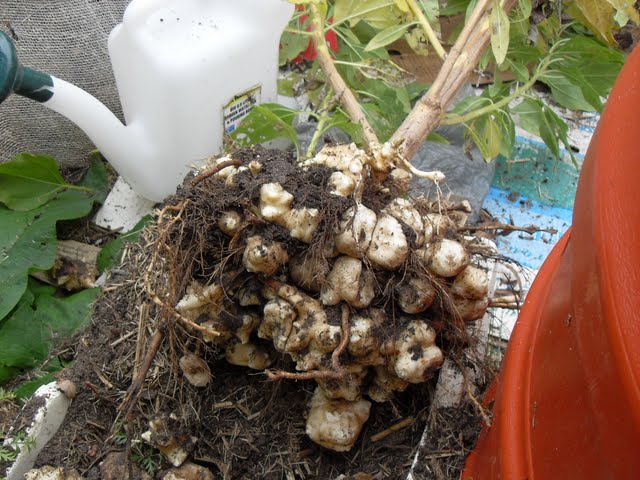 The tubers have grown under the earth for many months