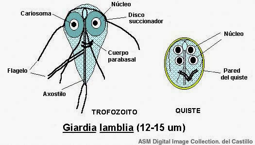 parazit giardia lamblia simptome)
