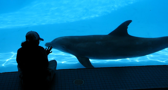 Cece cecelia underwater dolphin