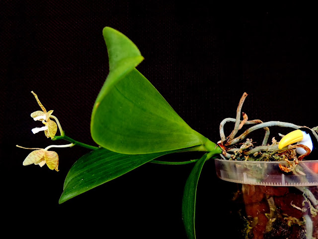 Phalaenopsis pallens Pallens