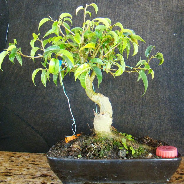 Ficus benjamina Atualiza%25C3%25A7%25C3%25A3o+20-08-2013