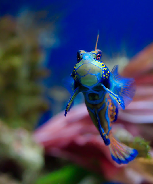 Pez Mandarin - Dragon - Synchiropus Splendidus Pez Mandarin - Dragon - Synchiropus Splendidus