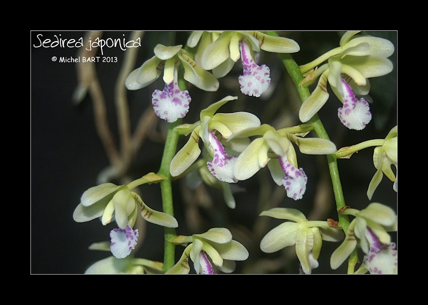 Phalaenopsis (Sedirea) japonica Sedira_japonica