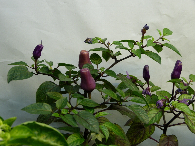 P1020054.JPG