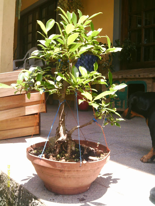 Ficus Microcarpa , Tronco Duplo... IMAG0132