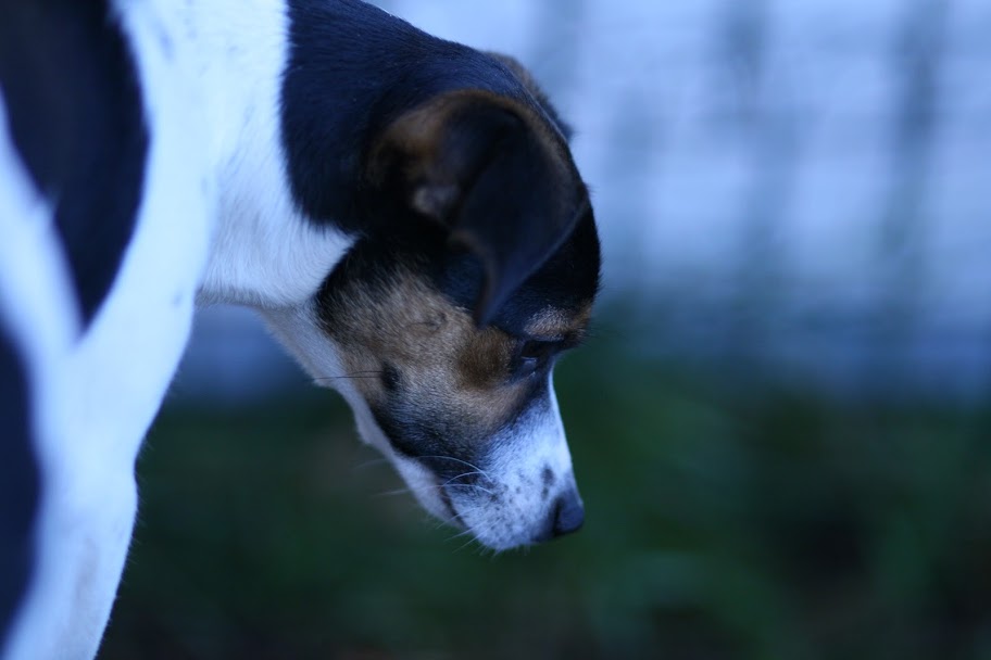Lilli