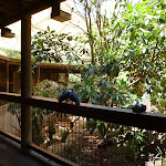 Inside the large wildlife avairy in the Wildlife Exhibits at Blackbutt Reserve (402121)