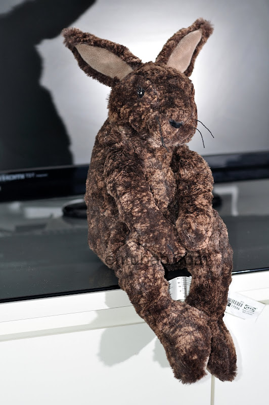bunnysession3.jpg