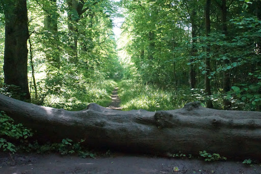 Salcey Forest