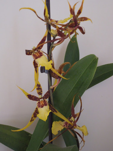 Mes orchidées DSCF0010