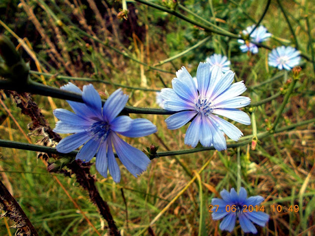 Цикория (Синя жлъчка). Cichorium intybus, семейство Asteraceae DSCN0963