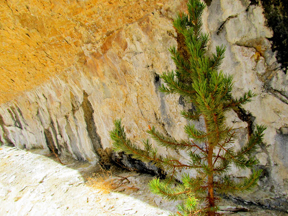 Small pine tree at a seep