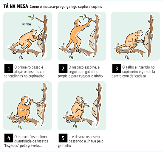 Macaco Prego Galego - infográfico (2011), Infografia produz…
